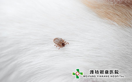 皮肤癣-虱子 皮肤癣-虱子