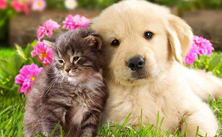 引起皮肤癣的原因-家庭宠物