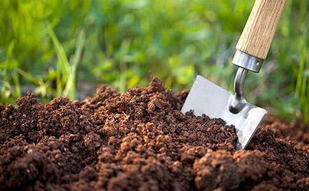 引起皮肤癣的原因-土壤生长