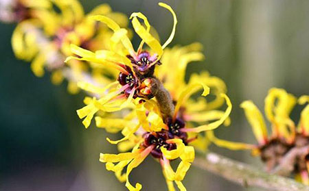 金缕梅治疗荨麻疹