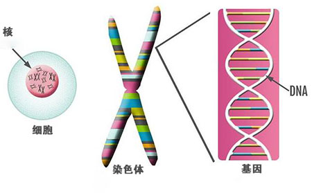 遗传学
